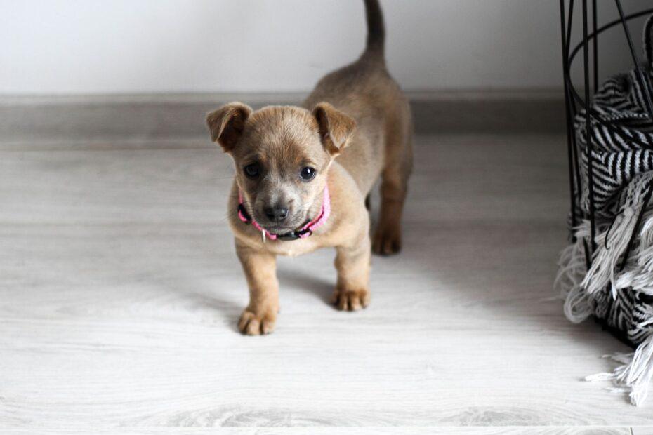 Illustration of How a Pet's First Few Days at Home Often Shape Its Eventual Name