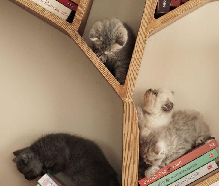Illustration of How Literary Themes Continue to Inspire Distinctive Pet Names