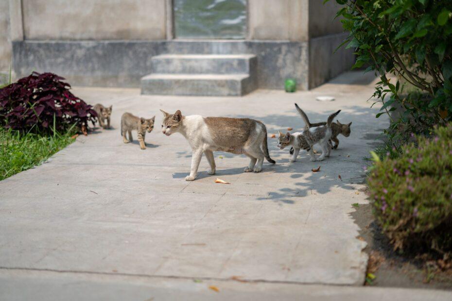 Illustration of How Naming Multiple Generations of Pets Sometimes Follows a Family Theme