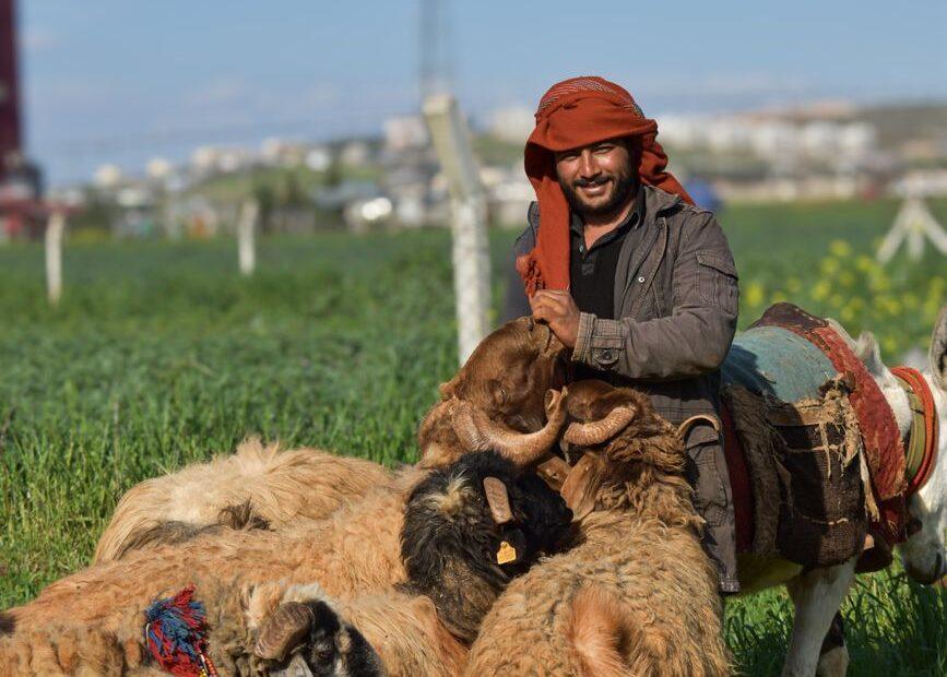 Illustration of How Naming Traditions for Working Animals Differ From Companion Animals