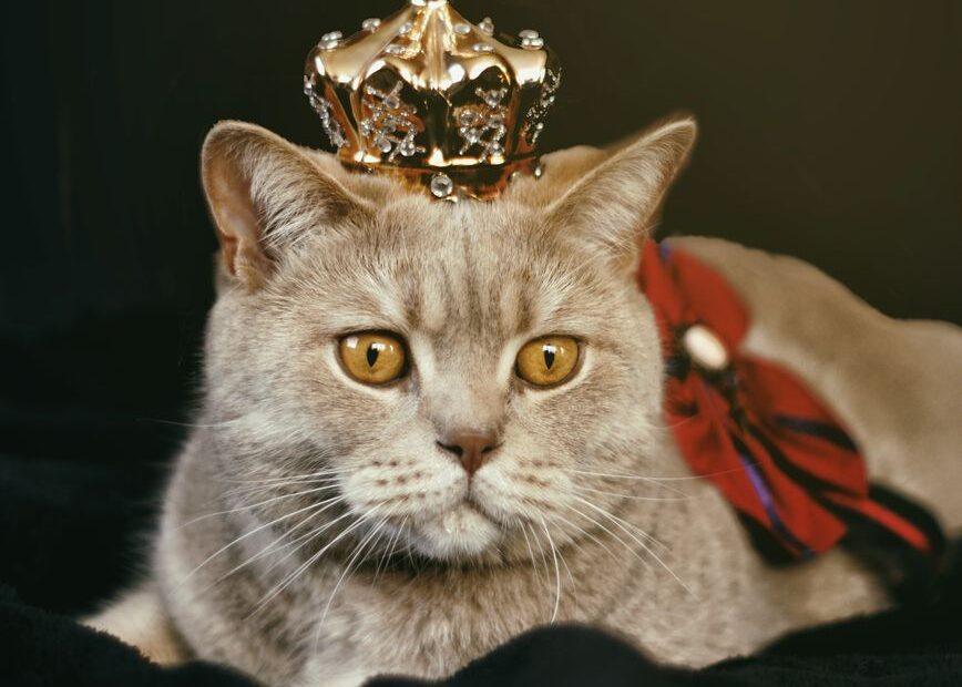 Illustration of How Royalty-Inspired Names Appear Across Many Different Pet Species