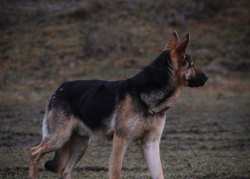 Illustration of How Working Dog Breeds Often Inspire Strong, Purposeful Names