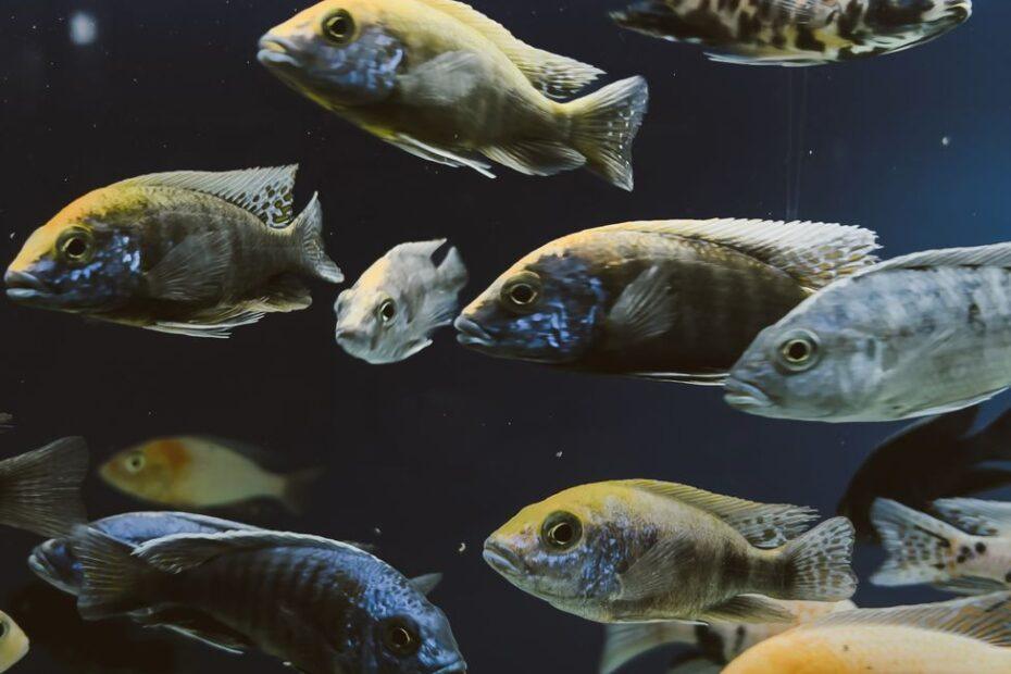 Illustration of The Difference Between Naming a Whole Aquarium and Naming Individual Fish