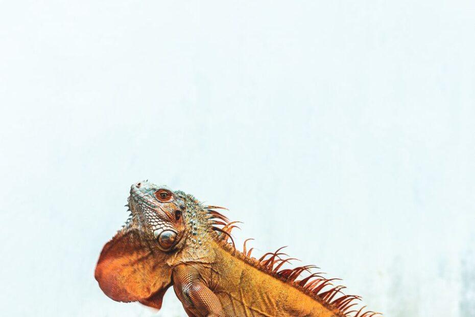 Illustration of The Difference Between Naming an Exotic Reptile and a Common Household Reptile