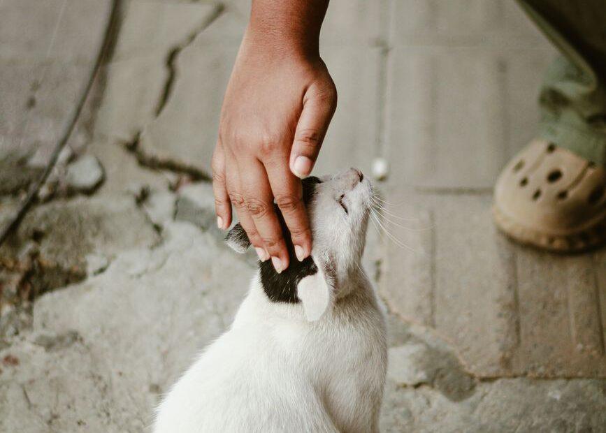 Illustration of The Everyday Habits Behind Avoiding Common Human Names for Pets