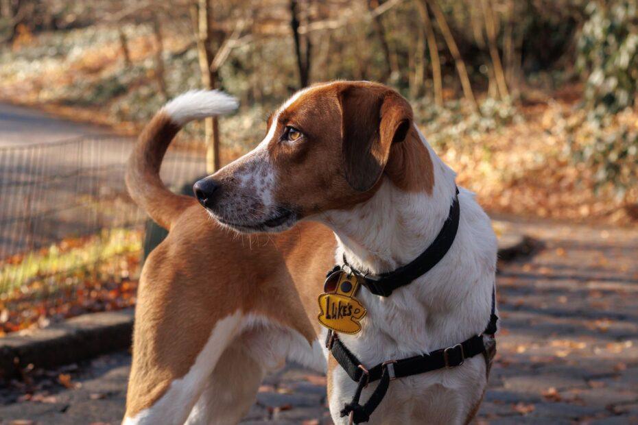 Illustration of The Everyday Inspiration Behind Naming a Pet After a Favorite Season