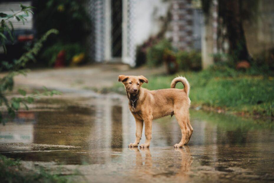 Illustration of The Everyday Inspiration Behind Naming a Pet After Its Personality Quirks