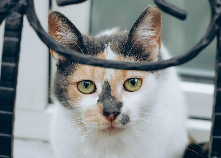 Illustration of The Everyday Inspiration Behind Naming a Pet After Its Unique Markings