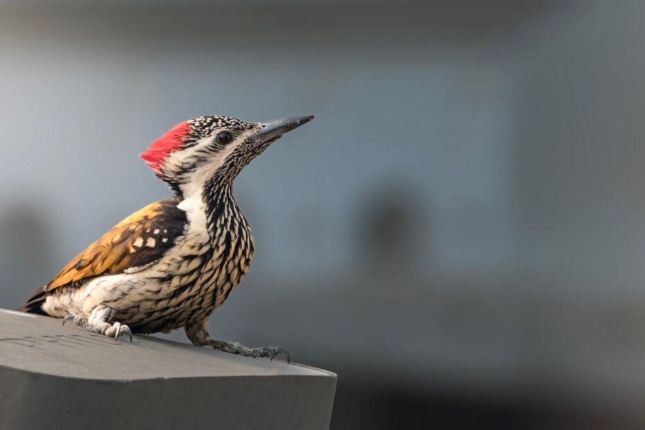 Illustration of The Everyday Inspiration Behind Naming Birds Based on Mimicry Potential
