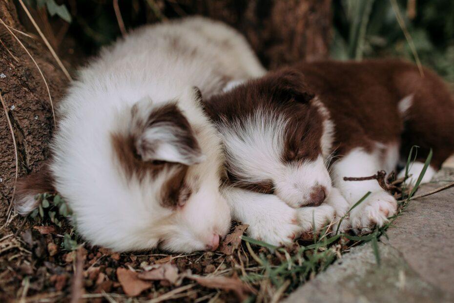 Illustration of The Everyday Inspiration Behind Naming Littermates With a Shared Theme