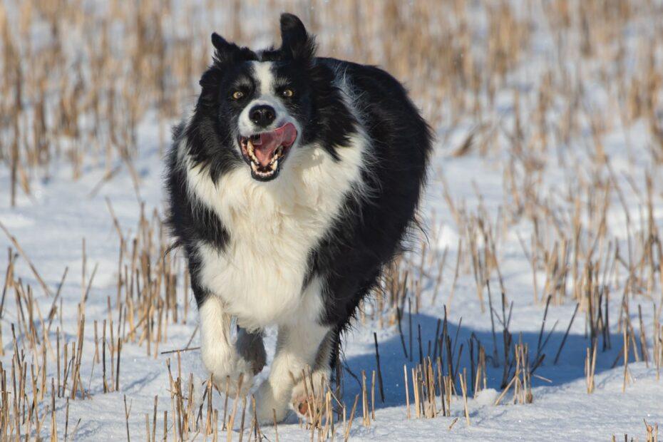 Illustration of Why Bold, Energetic Pets Often End Up With Equally Bold Names