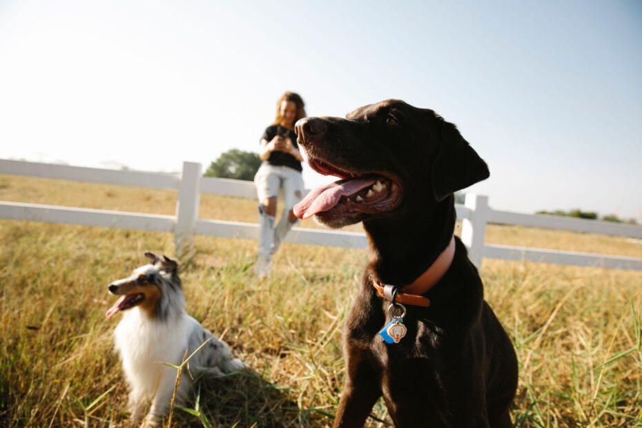 Illustration of Why Some Owners Choose Names Inspired by Their Pet's Breed Country