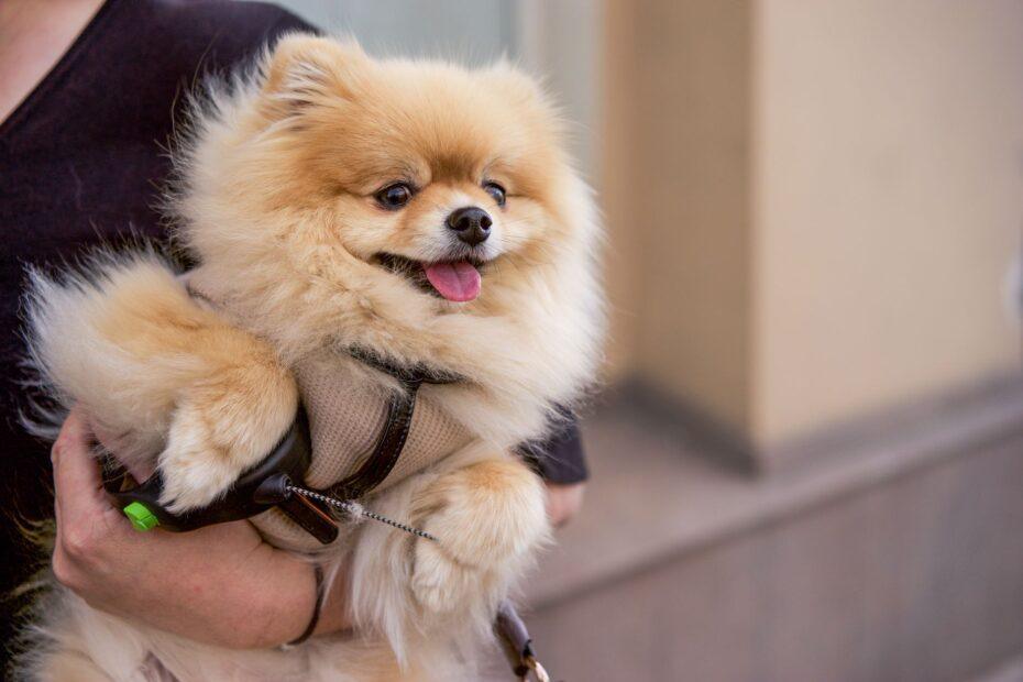 Illustration of Why Some Owners Choose Pet Names That Reflect Their Own Personality