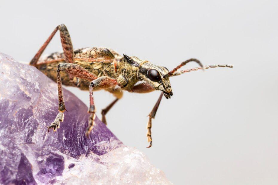Illustration of Why Some Species Lend Themselves Better to Formal-Sounding Names