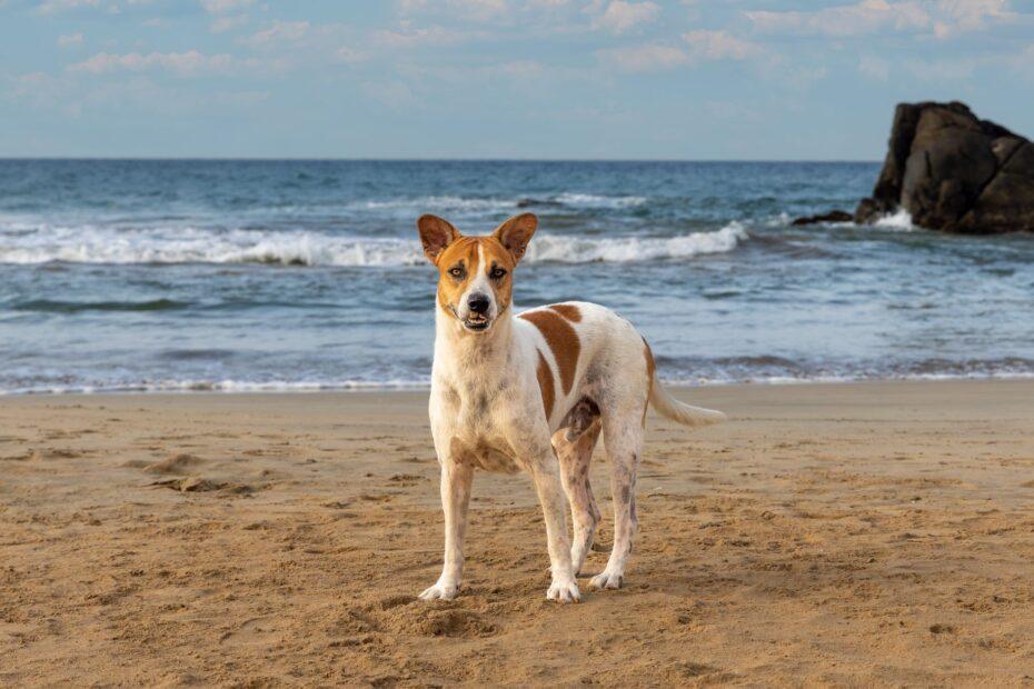 Illustration of Why Travel Destinations Often Inspire Unique Names for Adventurous Pets